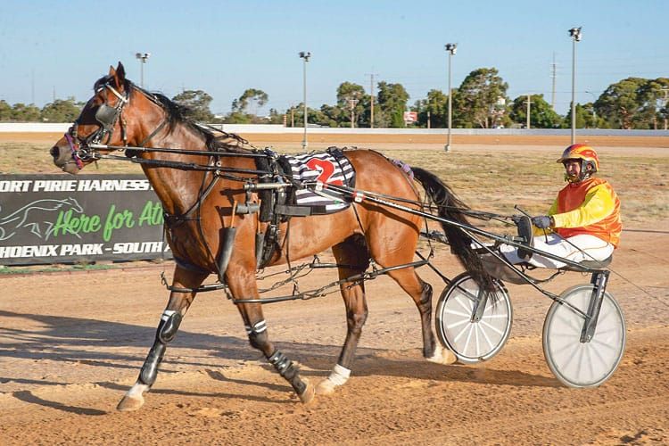 A good start to 2021 for YP harness racing post image