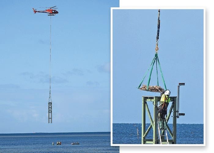 Coobowie home for eastern osprey post image