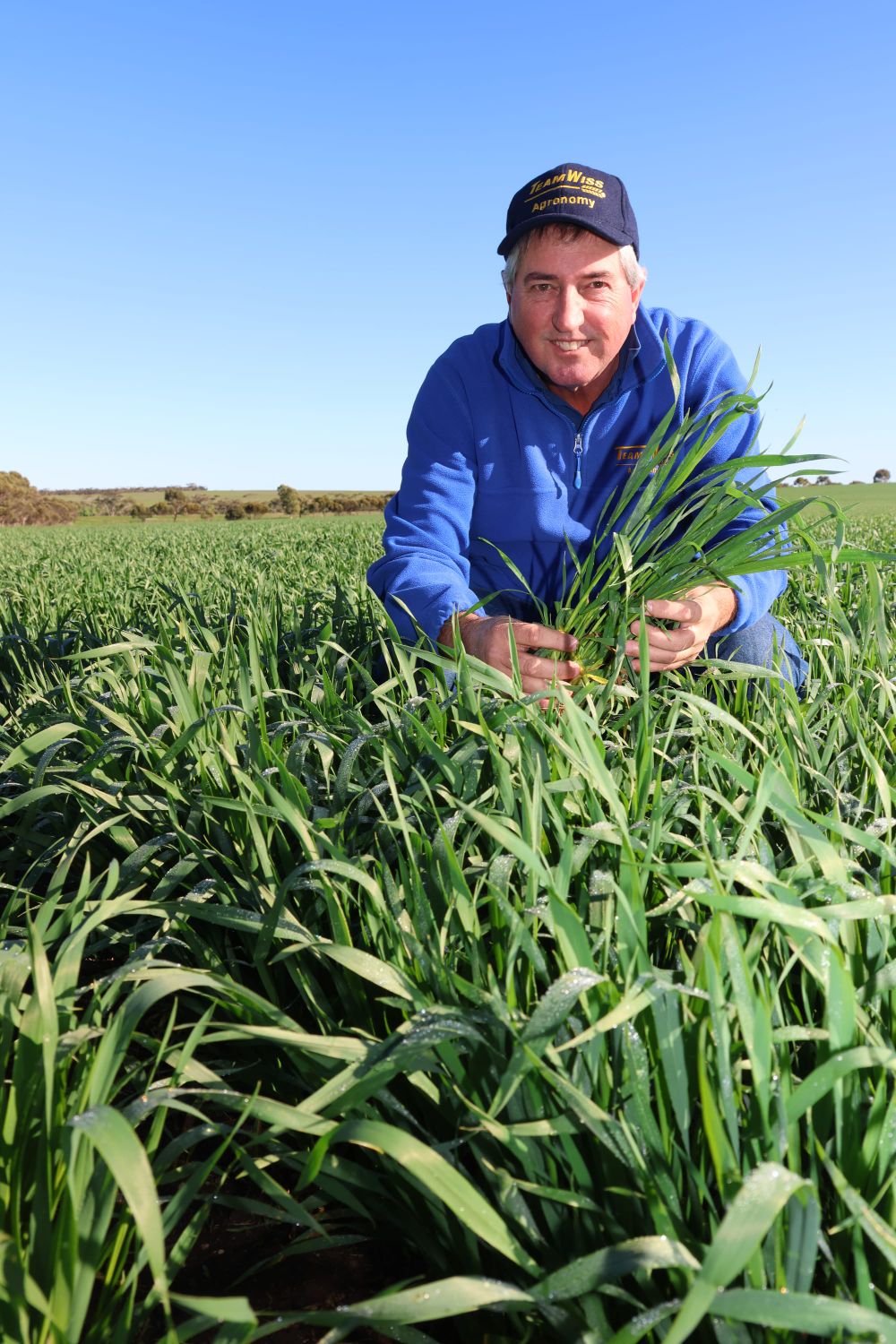Sub soil moisture helping to keep grain season on track post image