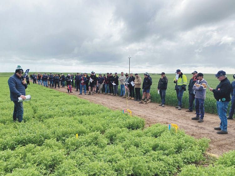 Herbicide resistance is not just a grass thing post image