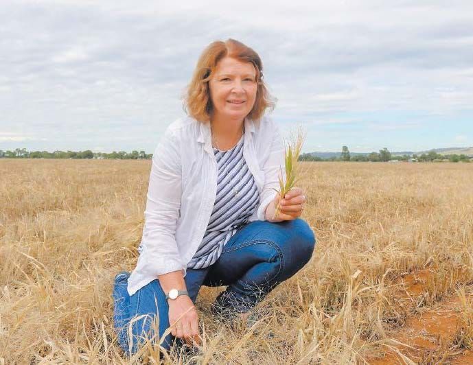 Weed management in mixed farming post image