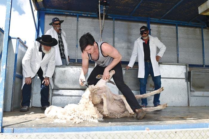 Sheep thrills for the whole family post image