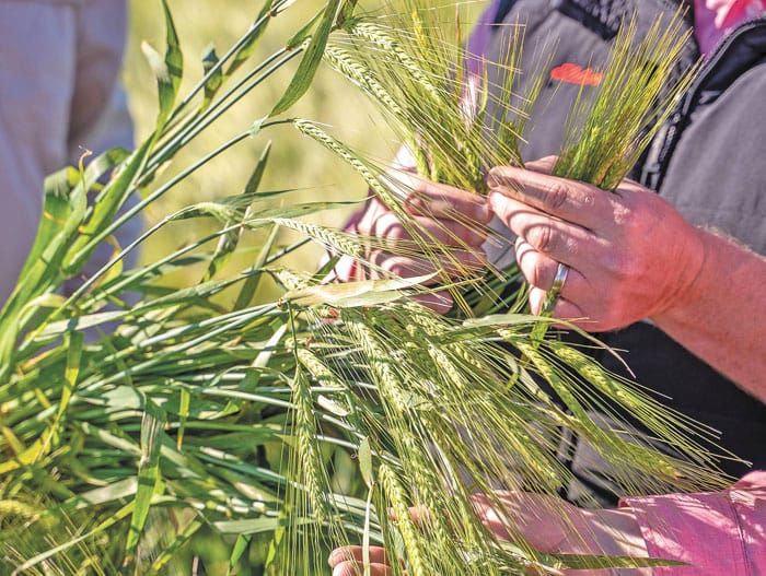 Malt segregations for barley at Ardrossan post image