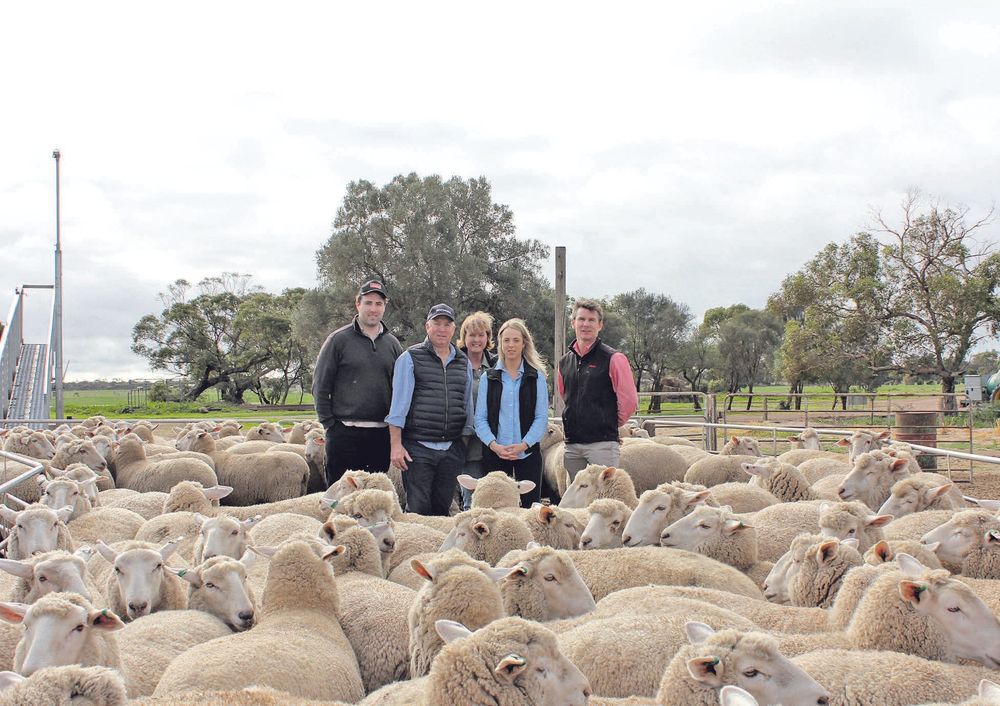 Minlaton first-cross ewes sale breaks price record online post image