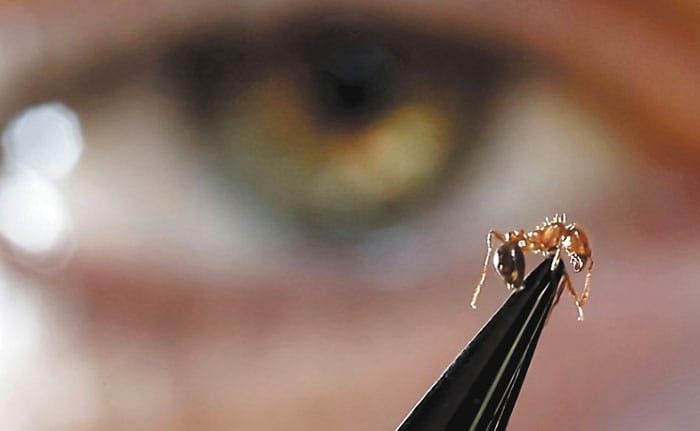 OUCH... Although tiny, fire ants produce a painful bite post image