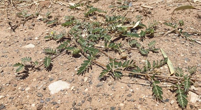 Battle against burr weeds to continue post image