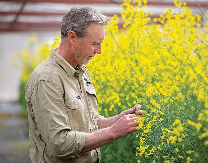 Experts warn against overuse of fungicides in canola post image