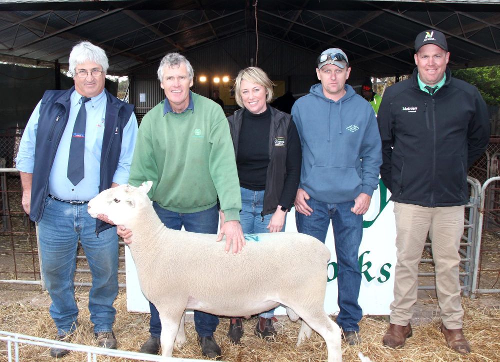 Jandebrey White Suffolk Stud post image