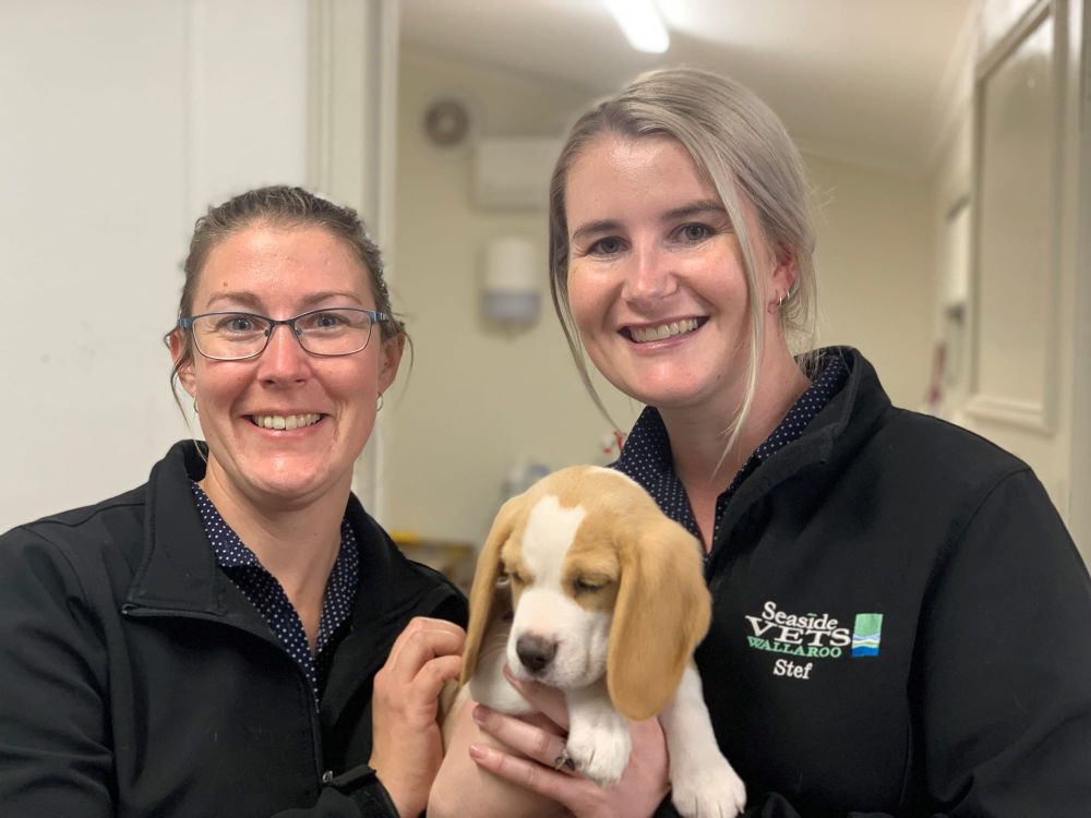 PET PROBLEMS: cost of living taking a toll on our furry friends post image