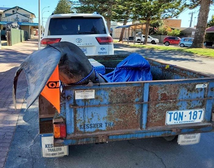 Shark surprise post image