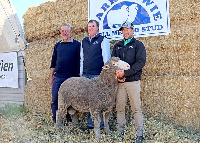 40 years of breeding dual purpose Merinos post image