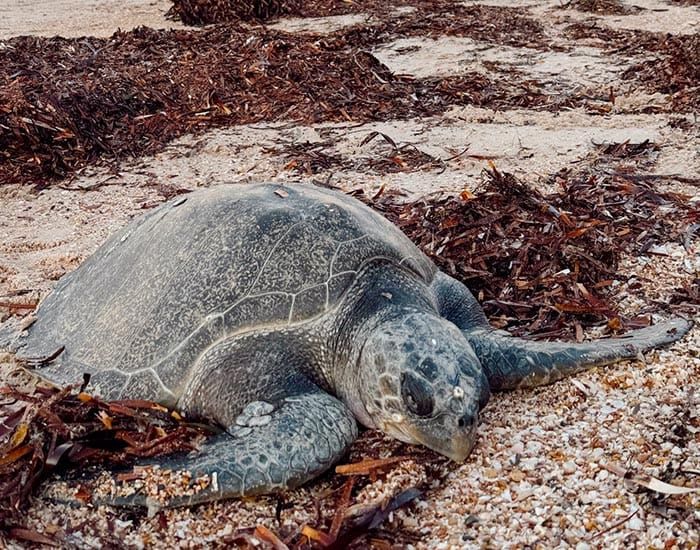 Mounting calls for action on algae bloom post image