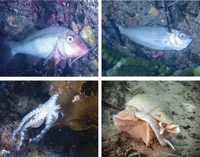 Suspected microalgae bloom kills SYP sea life post image