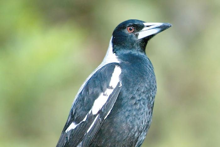 Look out! Magpies about post image