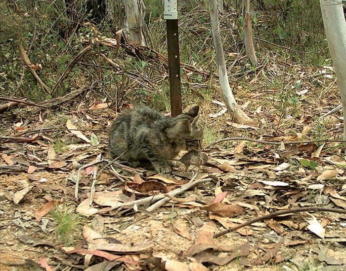 WRC concerned about new laws to tackle feline frenzy post image