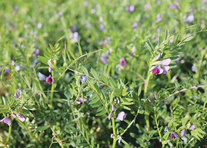 Investment in research to benefit farmers post image