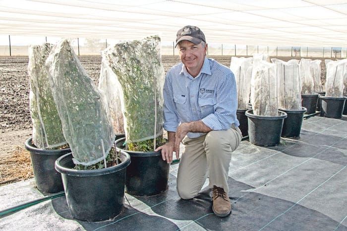 Advances made in weed recognition technology post image