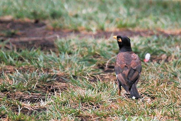 Invasive bird spotted at Corny Point post image