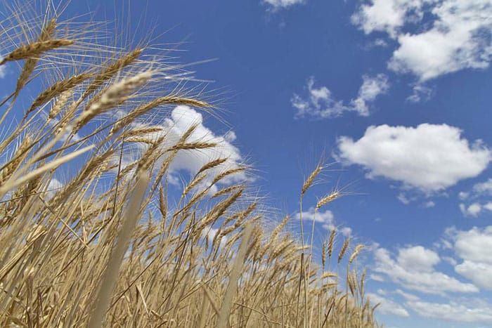 Fine tune your fertiliser decisions post image