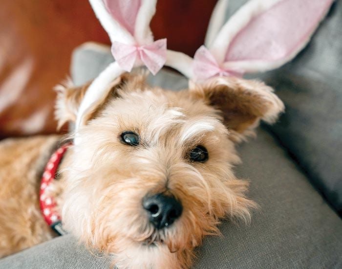 Keep your pets safe this Easter post image