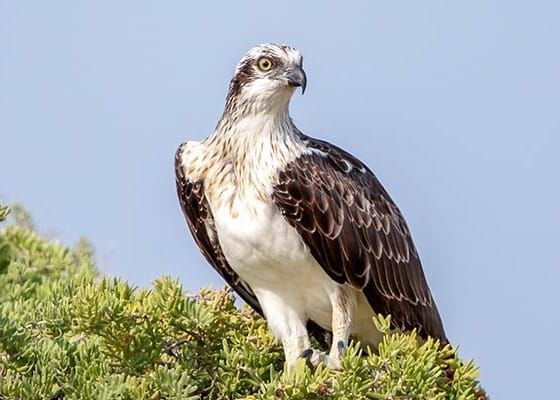 Join South Australia’s Friends of Osprey post image
