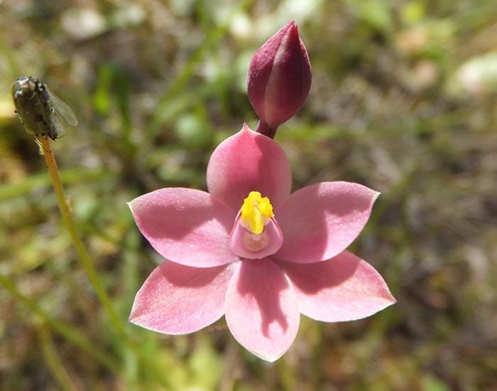 Yorke Peninsula’s native orchids post image