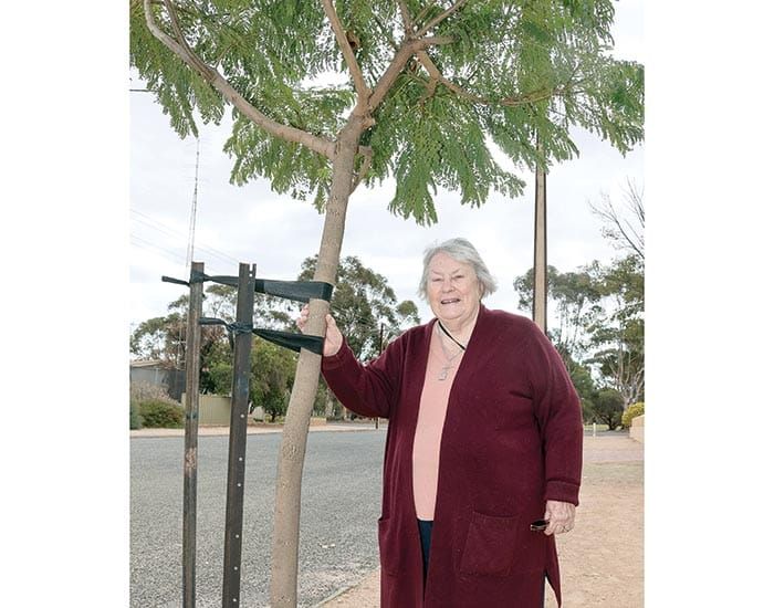 Copper Coast free tree program now open post image