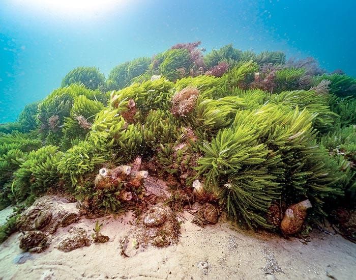 Conservation group ready to reef post image