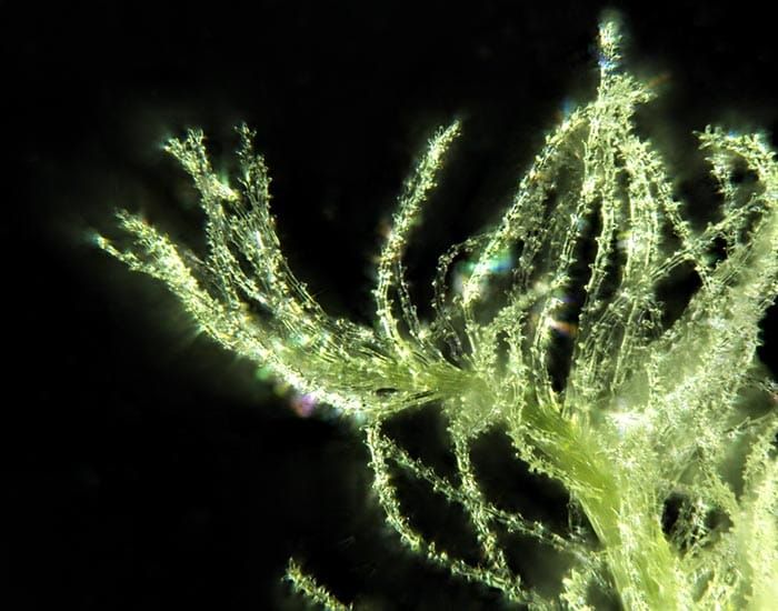 Adelaide researchers help uncover gene linked to multi-ovary wheat post image