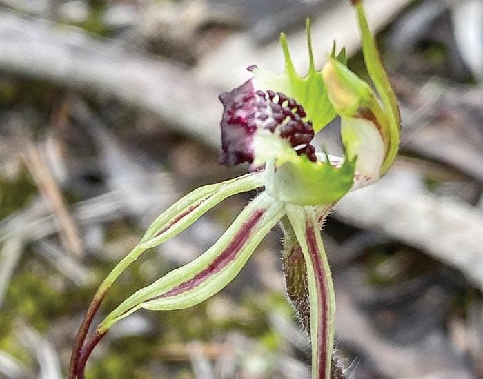 S is for Spider Orchids post image