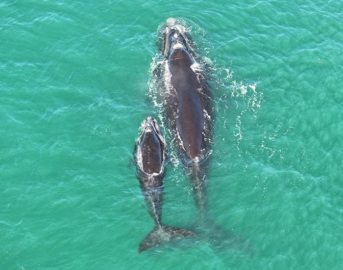Whale sightings recorded at Point Turton, Moonta Bay and Edithburgh post image