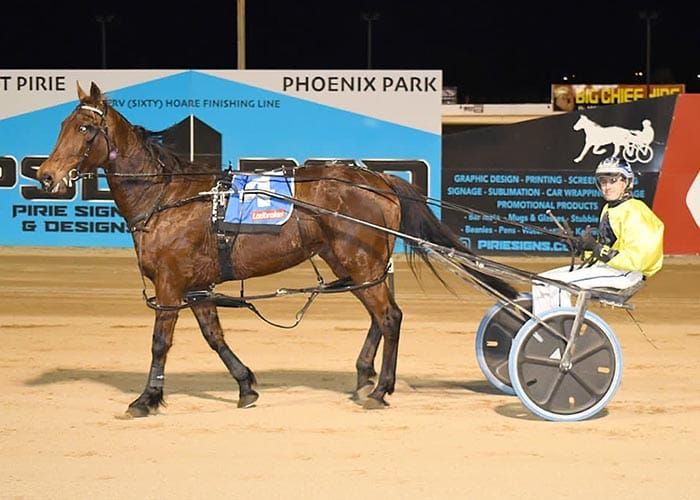 YP Harness Racing Club post image