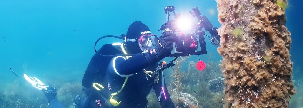 Monitoring our marine life post image