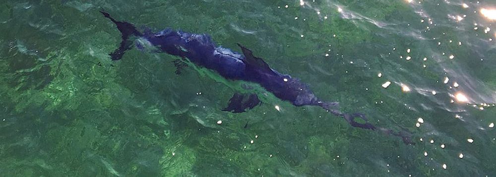 Marlin spotted at Moonta Bay post image