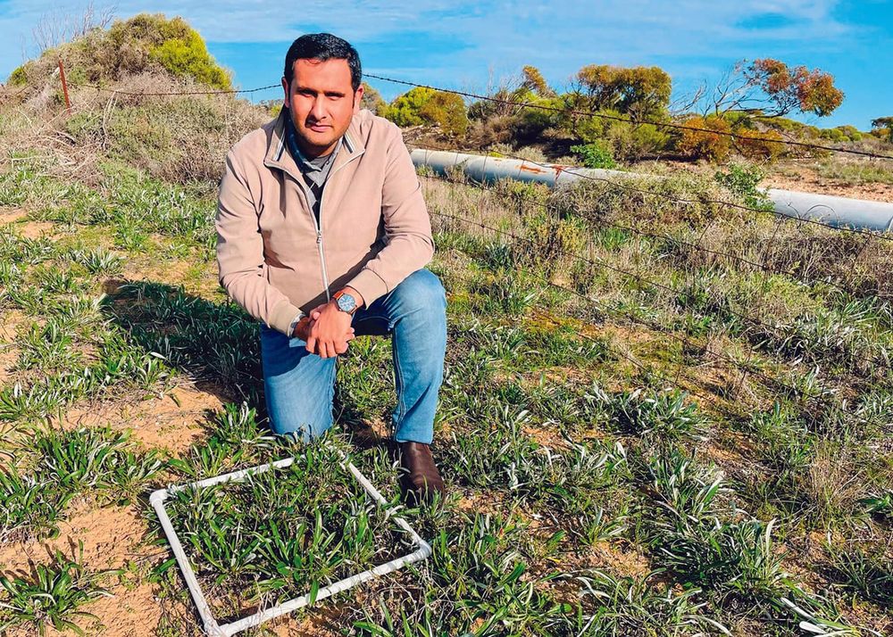 Garden beauty turns into paddock pain post image