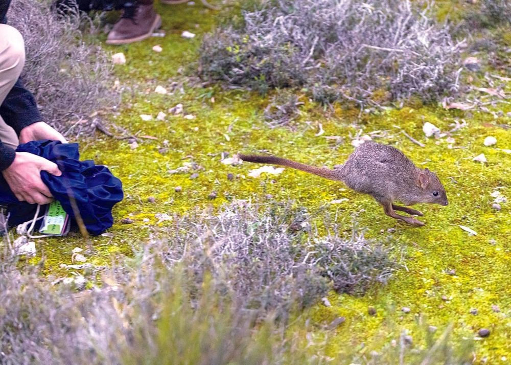 Brush-tailed bettongs bouncing back post image