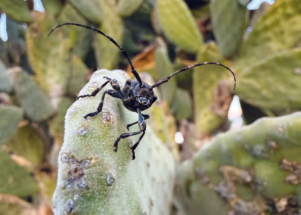 Beetles on a mission post image