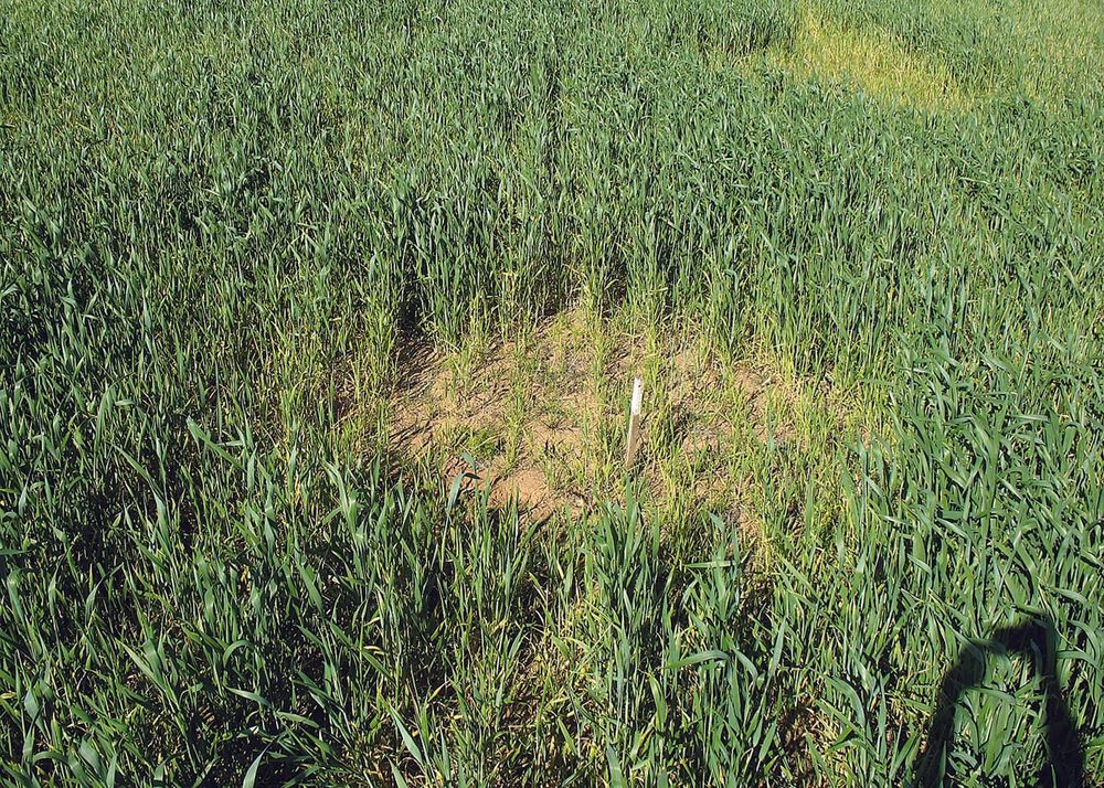 Uncovering bare patch disease post image