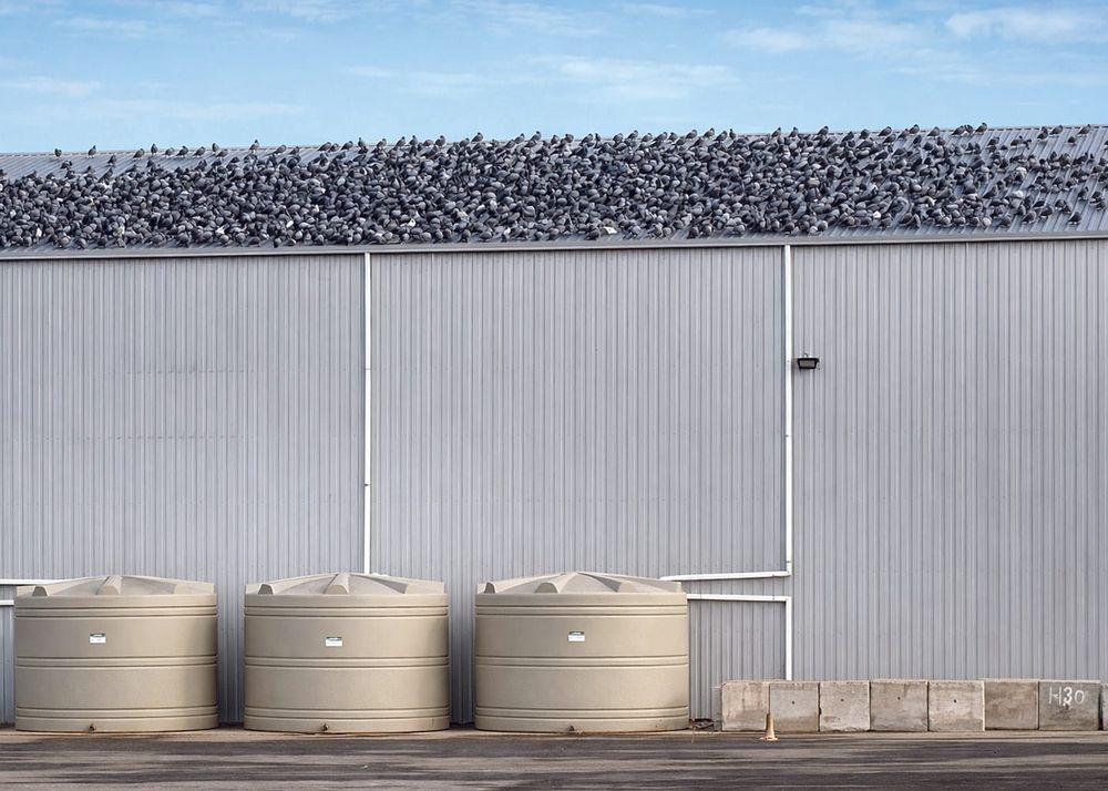 Pigeon problem  grows in Wallaroo post image