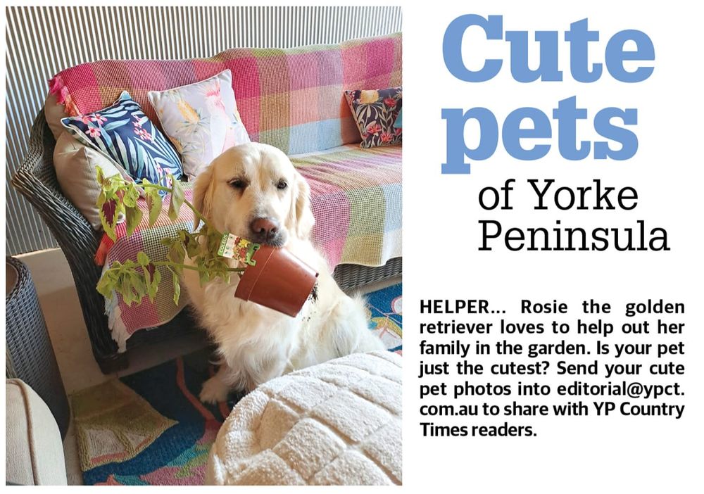 Cute pets of YP post image