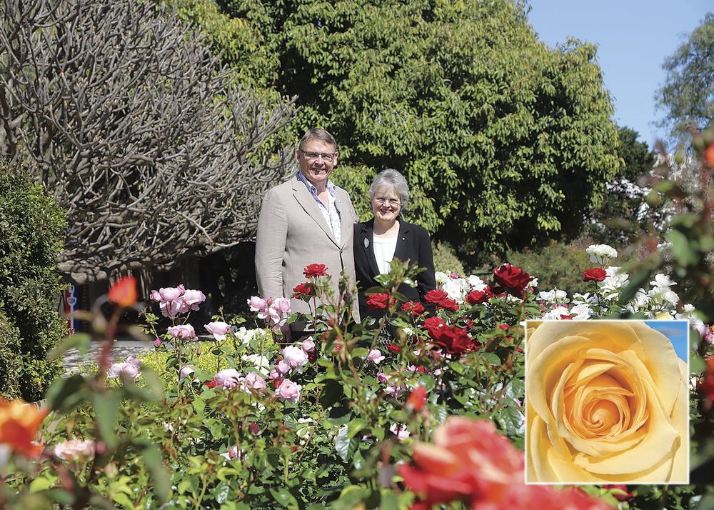 Help name SA Governor’s official rose post image