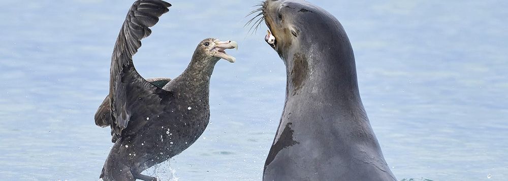 Why wildlife experts are watching Australia’s marine mammals post image