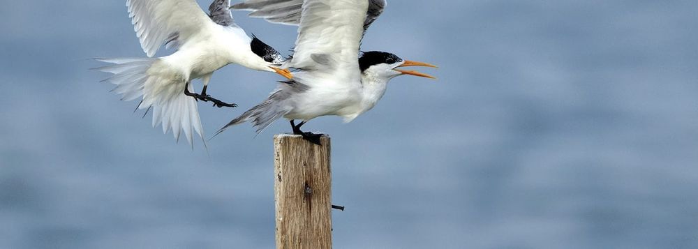 Locals urged to avoid dead birds as flu cases grow post image