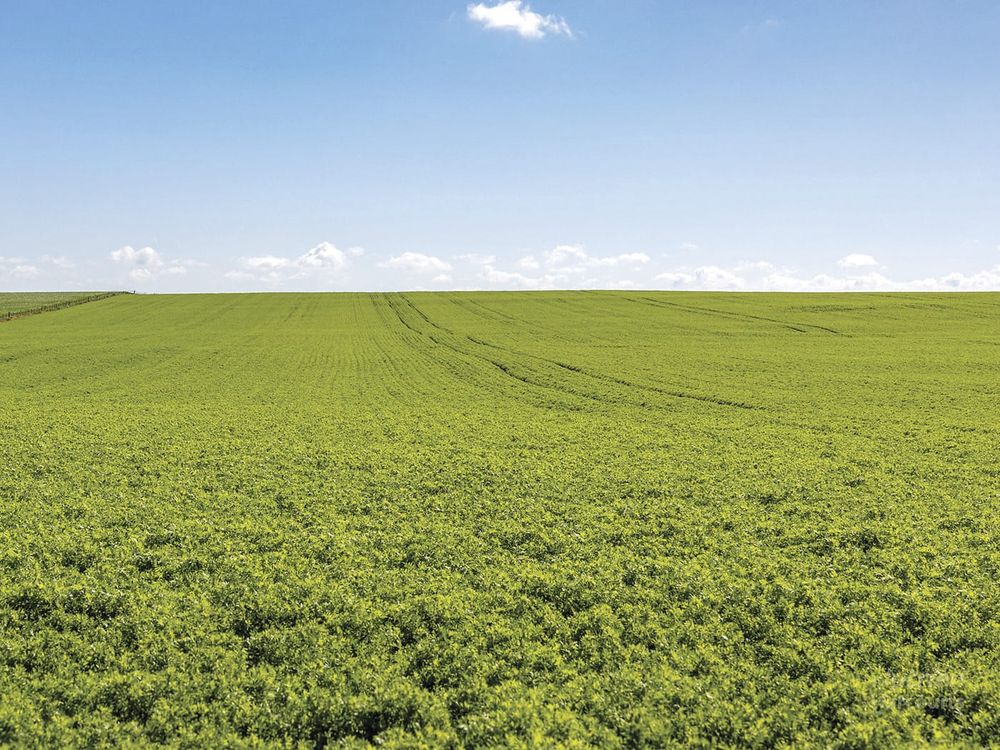 Outstanding opportunity to secure a parcel of quality cropping land post image