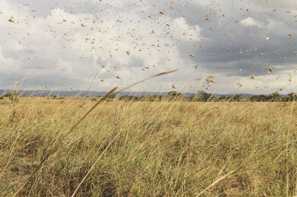Farmers on high alert after mice, locust numbers rise post image