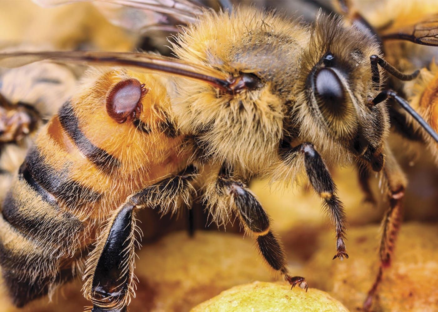 Beekeepers urged to stay vigilant for varroa post image