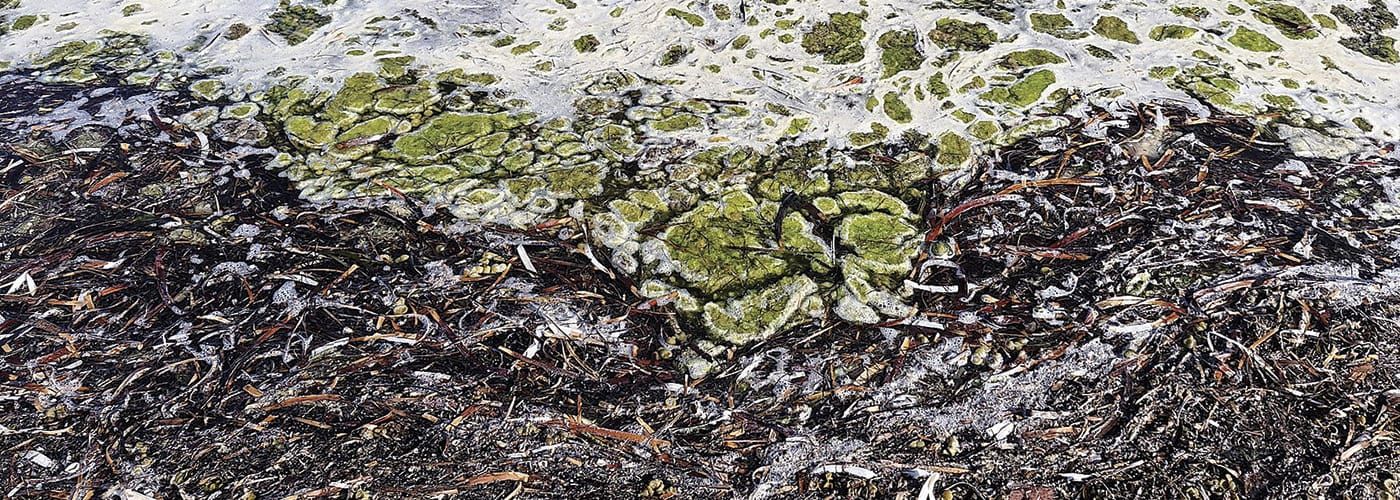 REEF REVIVAL - Sites proposed for major shellfish restoration projects post image