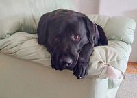 Suspected dog baiting in Yorketown and Edithburgh post image
