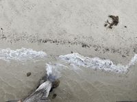 Researchers urge stronger algal bloom preparedness post image