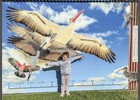 Take flight with local birds in Price post image